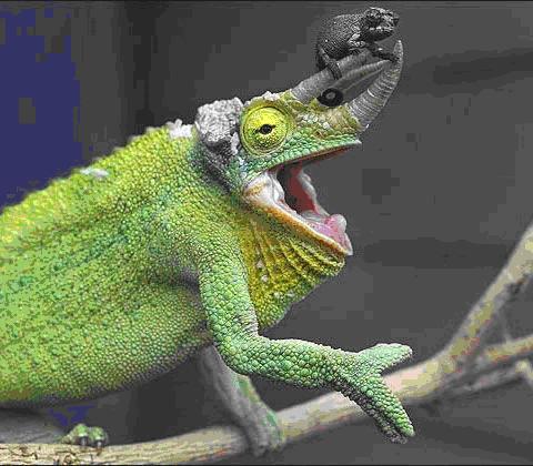 cameleon