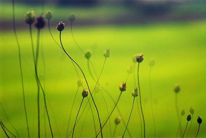 281-2006-04-30_DSC_1965_grass_sm