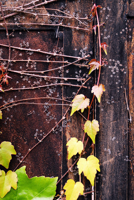 297-2006-06-11_DSC_4695_vine_curl_sm