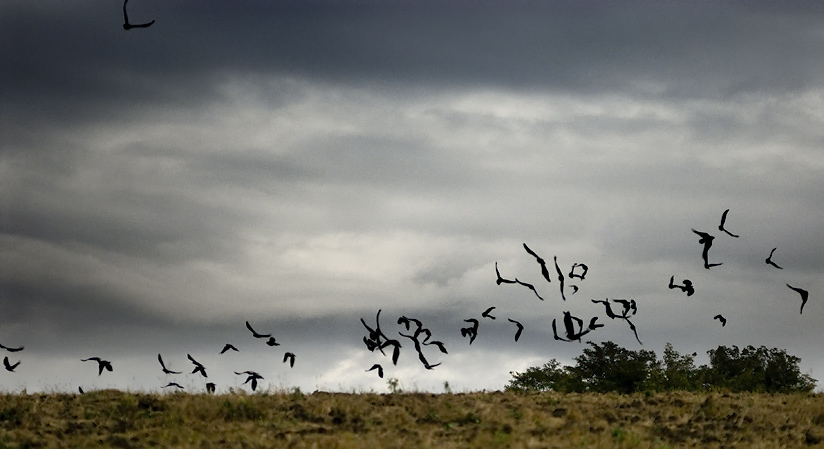 299-2006-09-20_DSC_9071_birds_sm