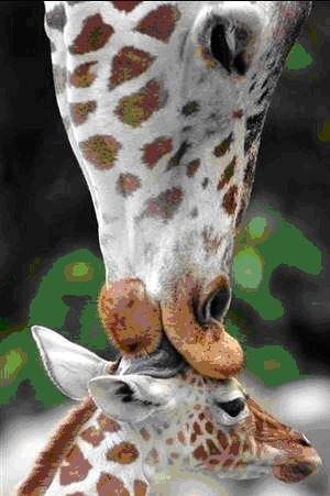 girafa