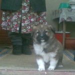 Miska