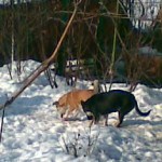Strelka si Baghira