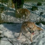 Strelka si Belka