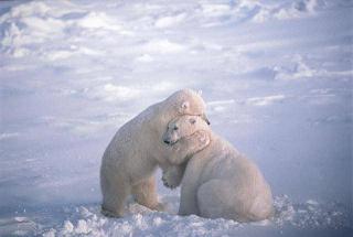 Urs-Wish You Lots of Bear Hugs