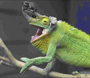 cameleon