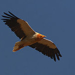 sterveatnik-vulture