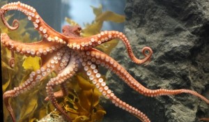 caracatita